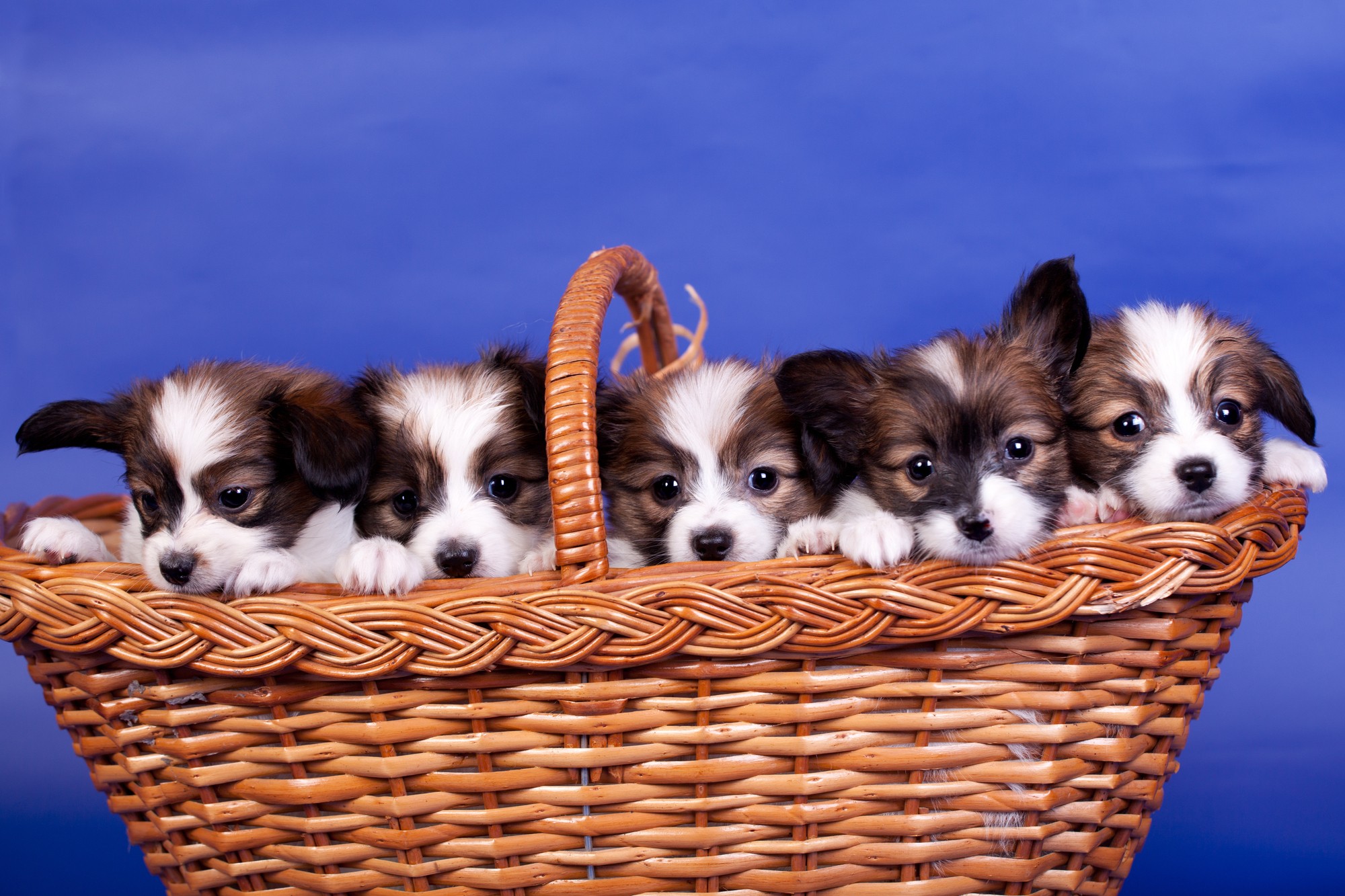 Cavalier King Charles Spaniel Puppies In A Basket